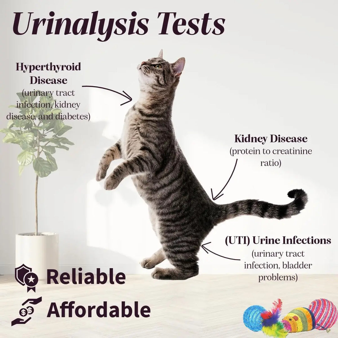 Pet Urine Testing Strips, 100 Urinalysis Parameter Tests for Dogs,Cats,Vets, Accurate Testing for Veterinarians, Detects UTI pH