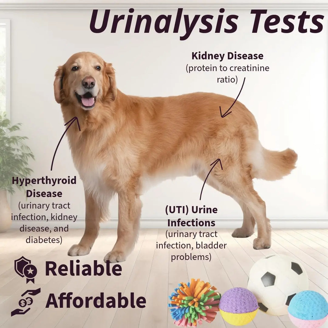 Pet Urine Testing Strips, 100 Urinalysis Parameter Tests for Dogs,Cats,Vets, Accurate Testing for Veterinarians, Detects UTI pH